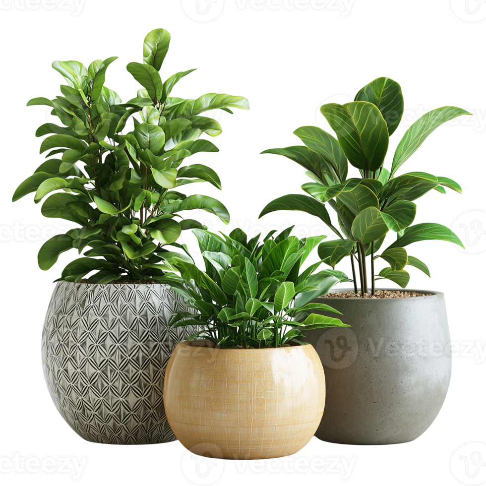 Elegant Potted Plants Home Decor Green Leaves room flora space fresh png