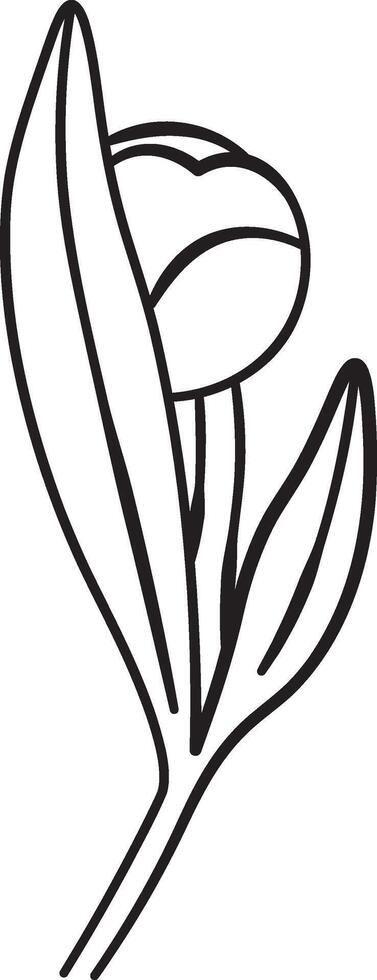 Minimalist Peony Line Drawing vector