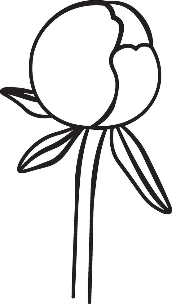 Minimalist Peony Flower Sketch vector