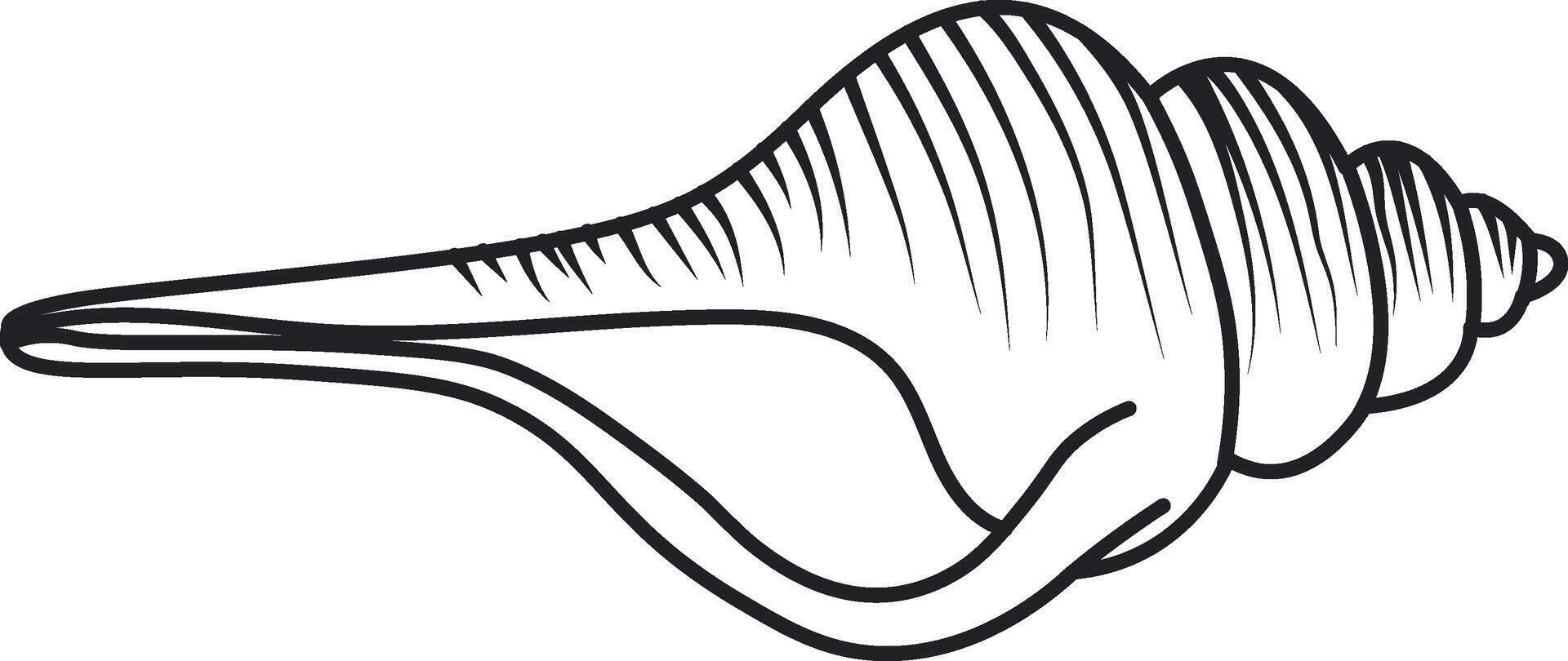 Conch Shell Drawing vector