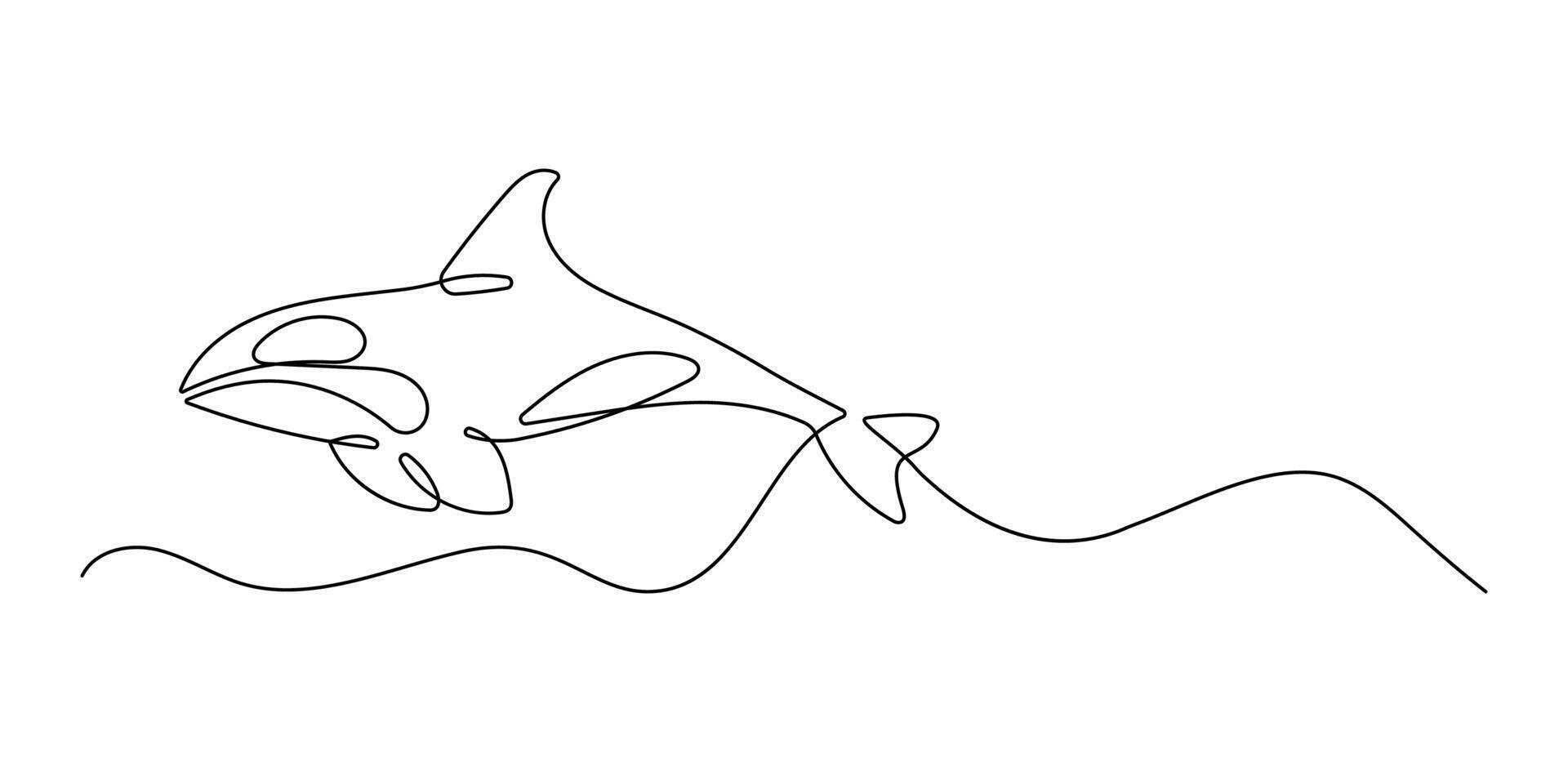 Orca continuous one line drawing. Animal illustration in minimalist black lines isolated on white background. vector
