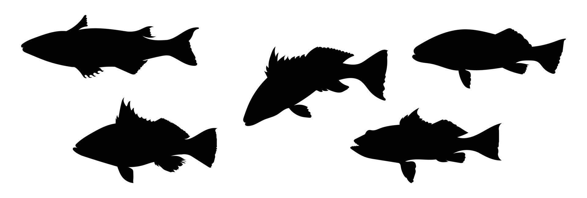 Silhouette set of sandbass, barramundi fish isolated on white background, vector