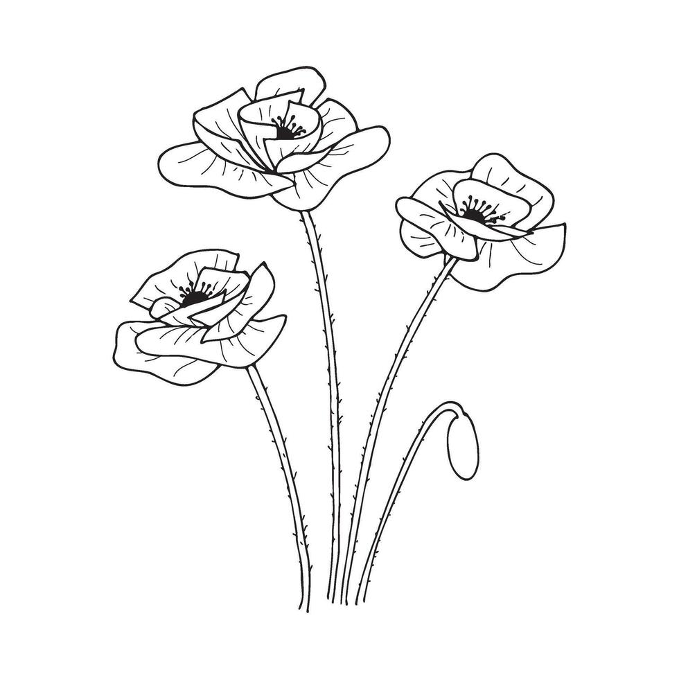 Poppy flowers. Sketch style illustration on a white background. vector