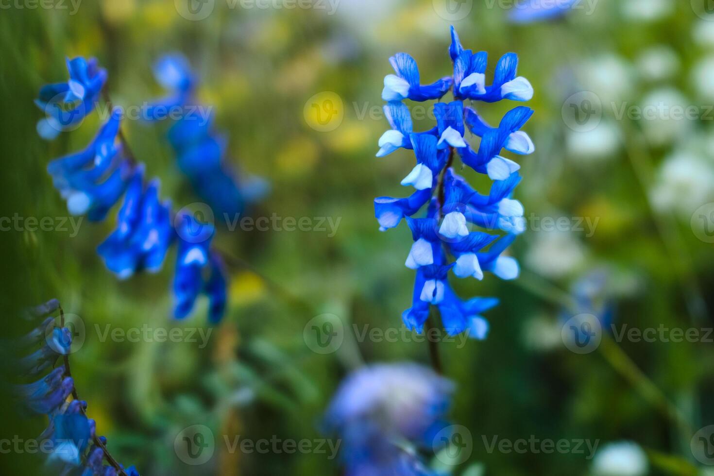 Bluebonnets growing against a green background photo