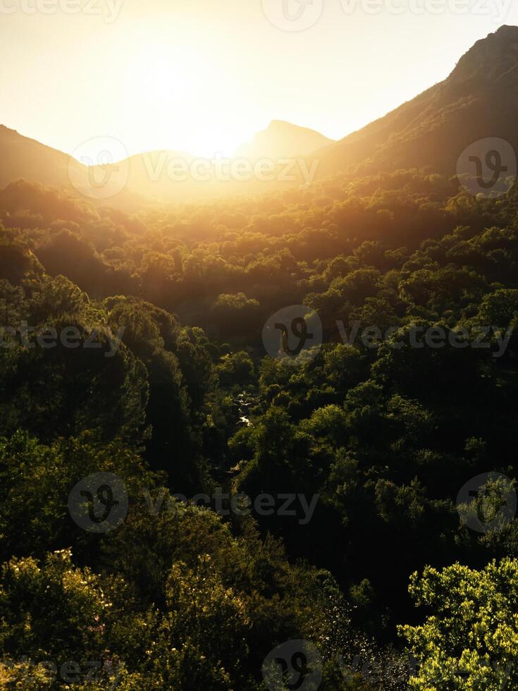 forest of lush green trees at sunset photo