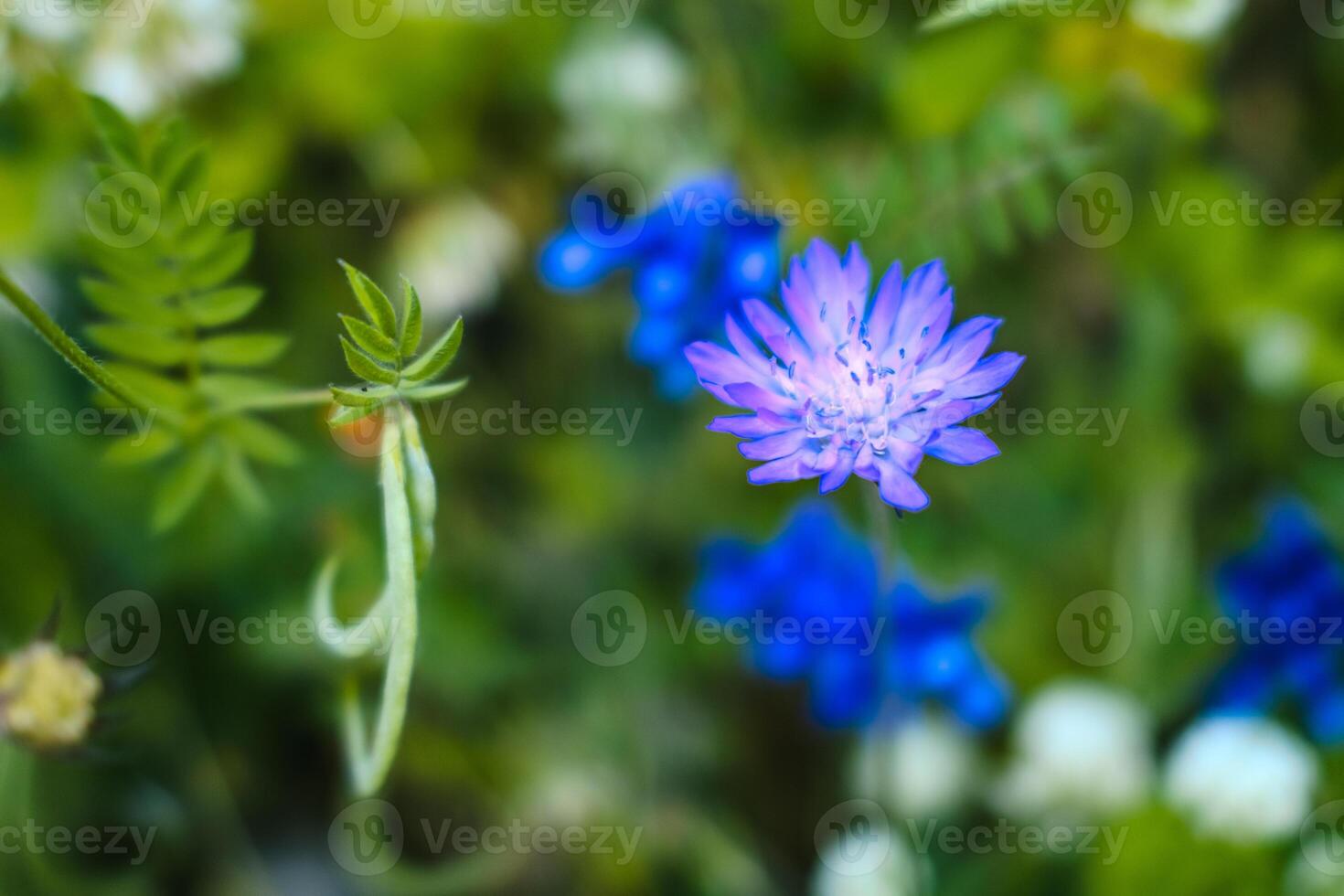 Cornflower in the green field photo