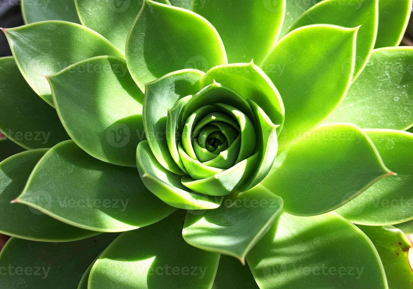 Summer Spiral Succulent with Sunlit Dew Drops photo