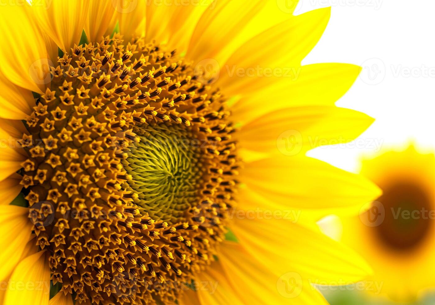 Sunflower Close Up with Soft Bokeh Background photo