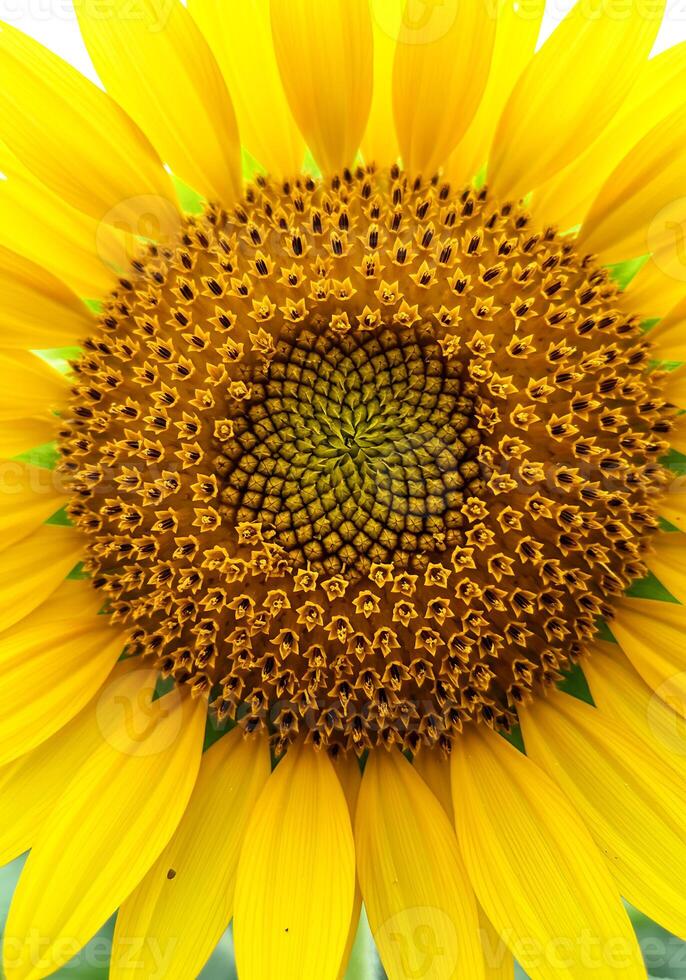 Sunflower with Intricate Petal Details photo
