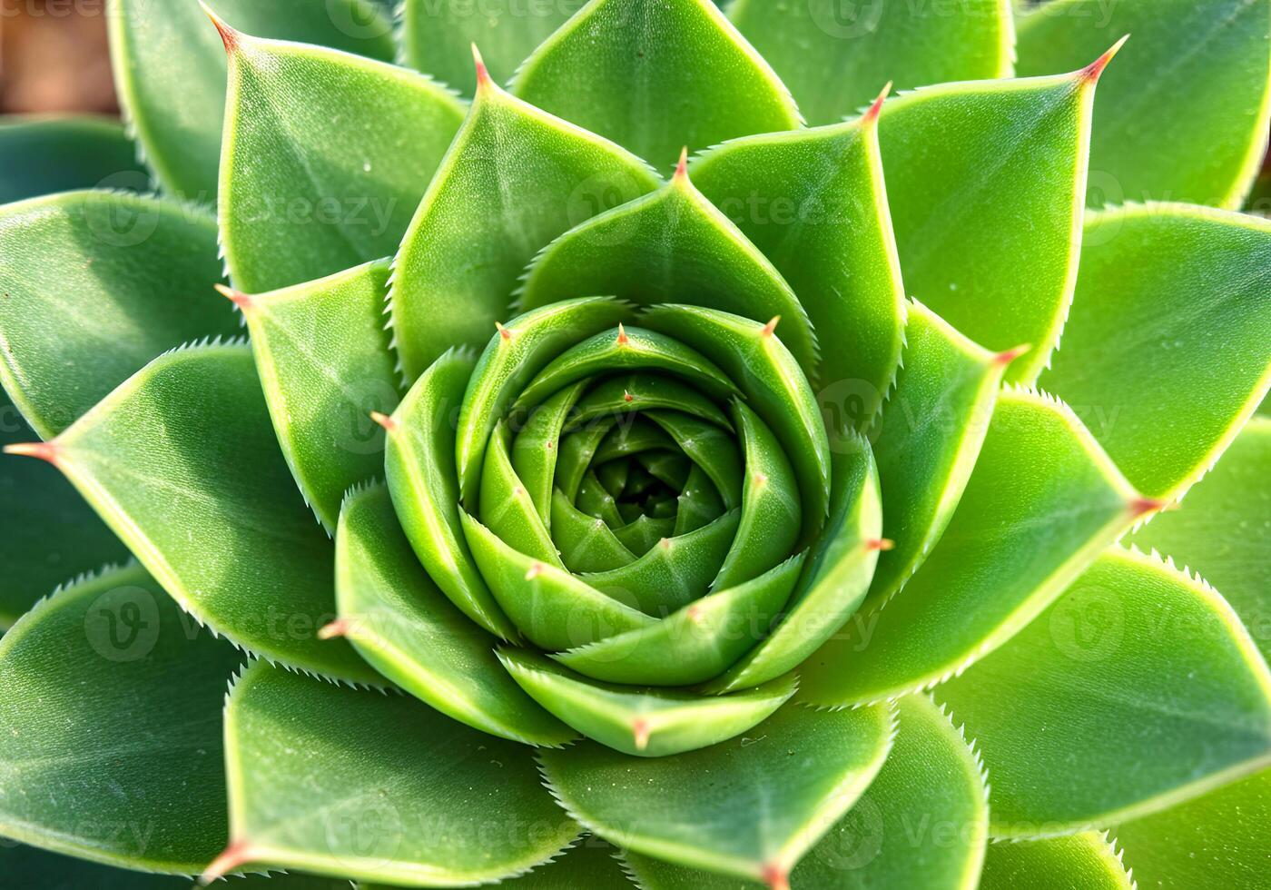 Spiral Succulent with Sunlit Dew Drops photo