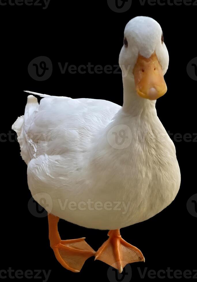 White Duck Standing on Black Background. High Resolution Isolated Image photo