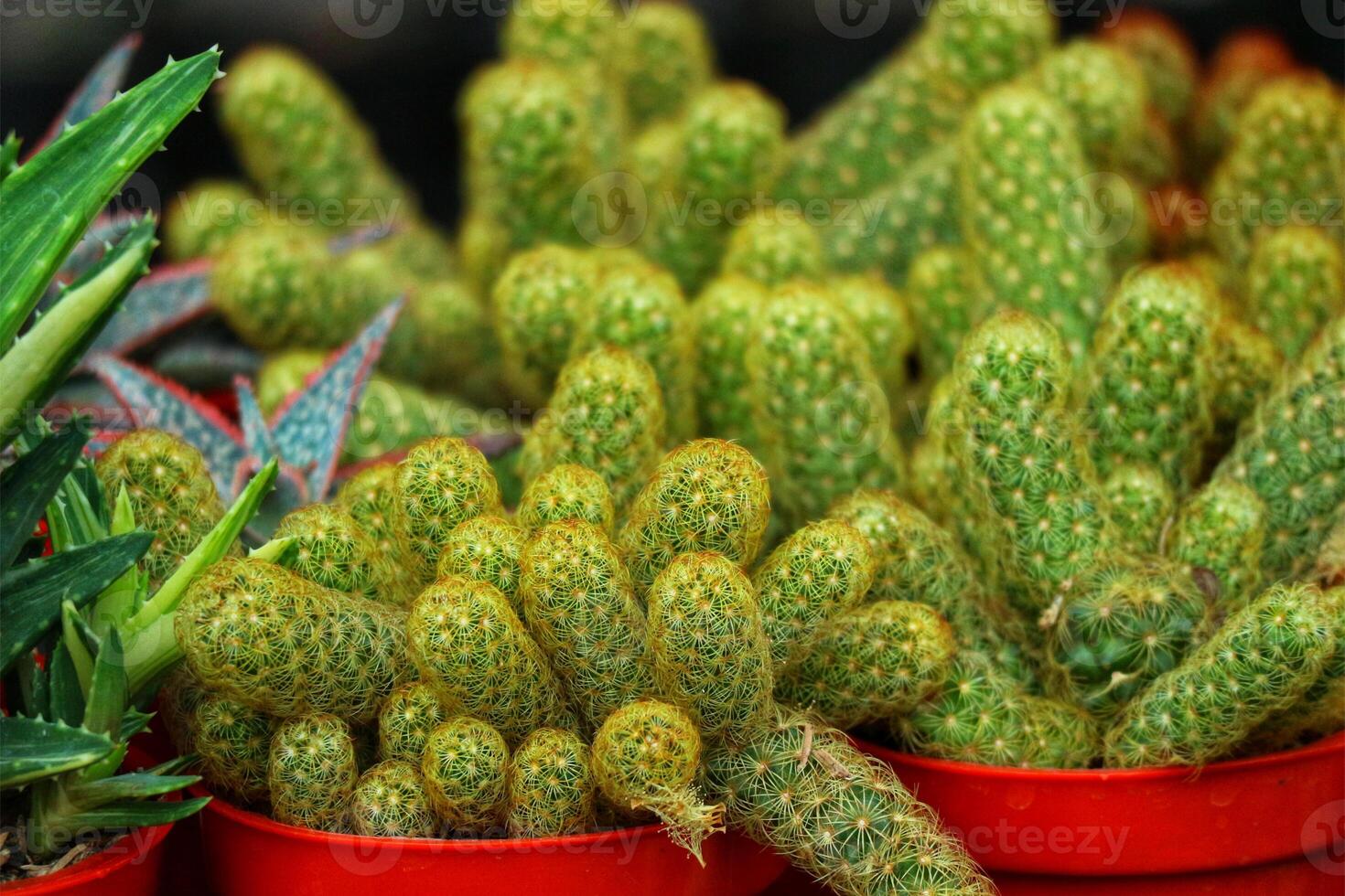 Vibrant Green Cactus Clusters A Lush, Textured Display photo