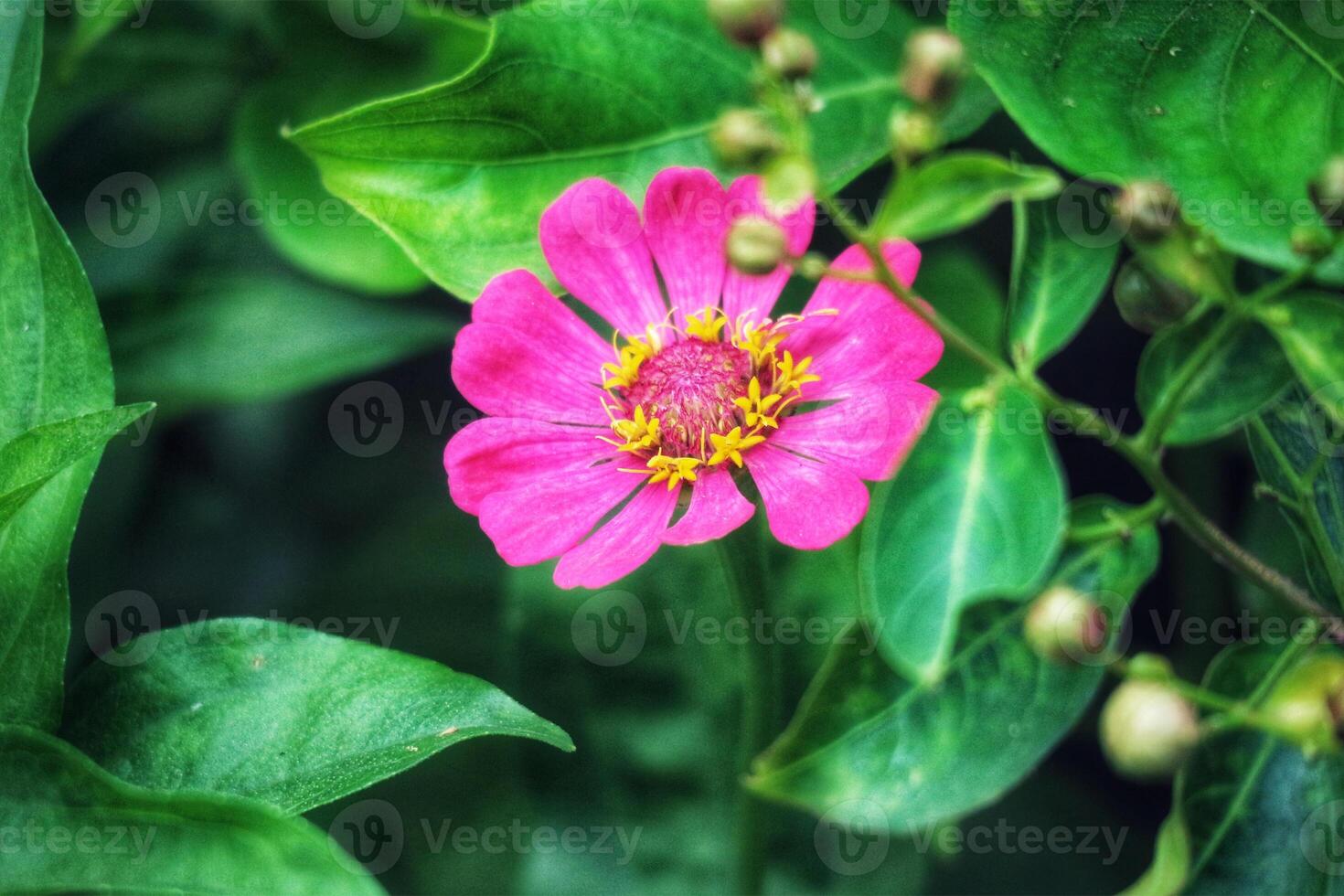 Vibrant Pink Zinnia Blossom Amidst Lush Green Foliage A Serene Floral Portrait photo