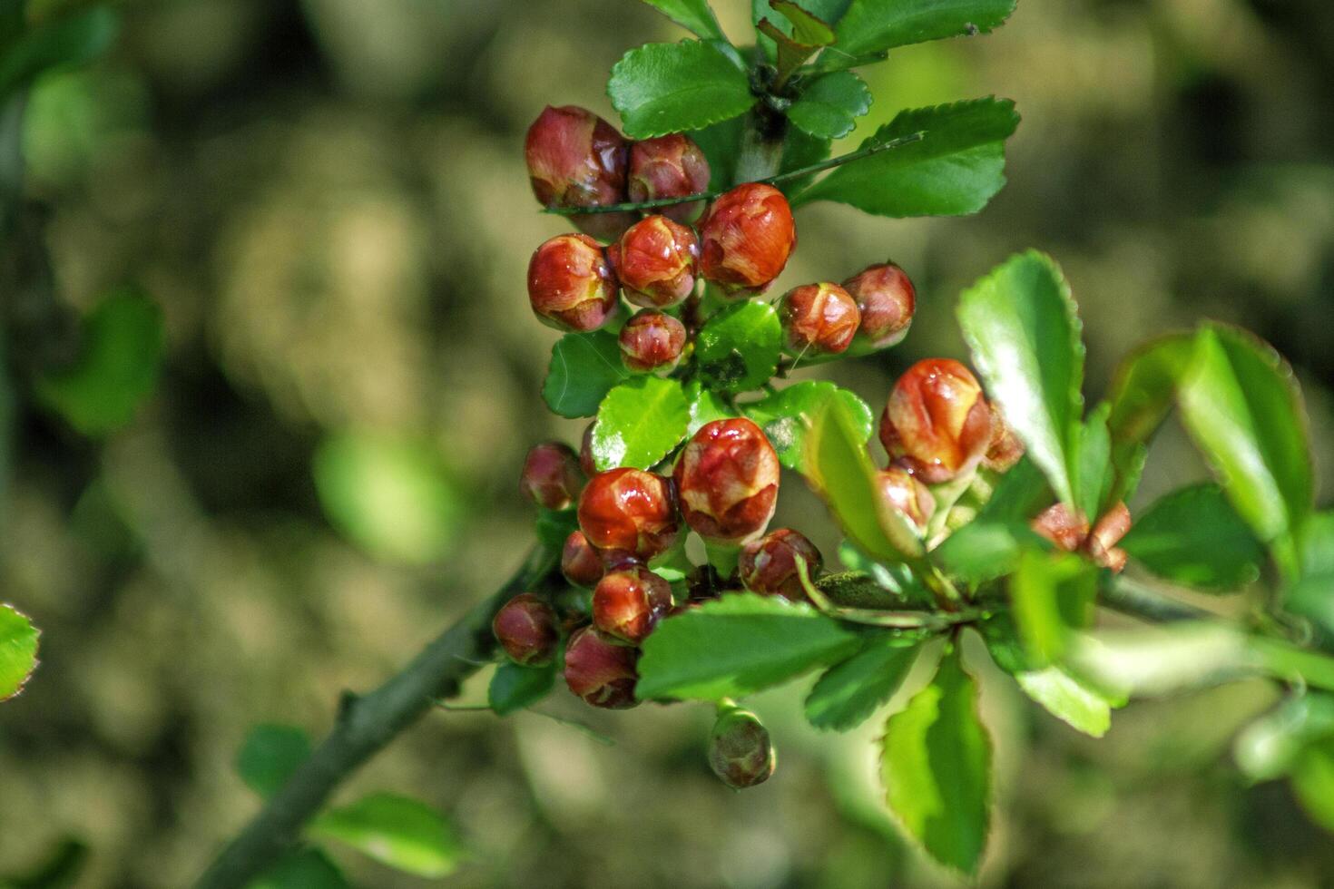 Close-up of flowering quince buds on a branch in a spring garden. photo