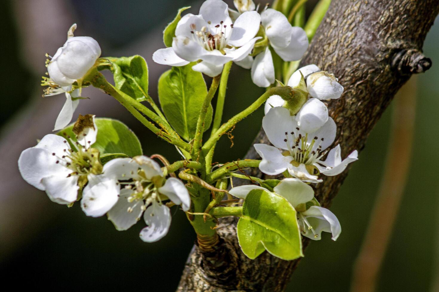 Close-up of a pear flower on a tree branch. photo
