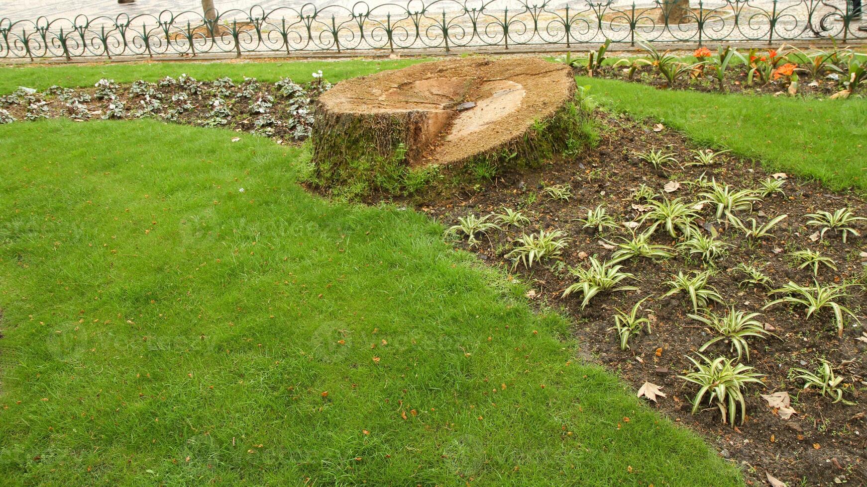 A tree stump symbolizing deforestation and the impact on the environment photo