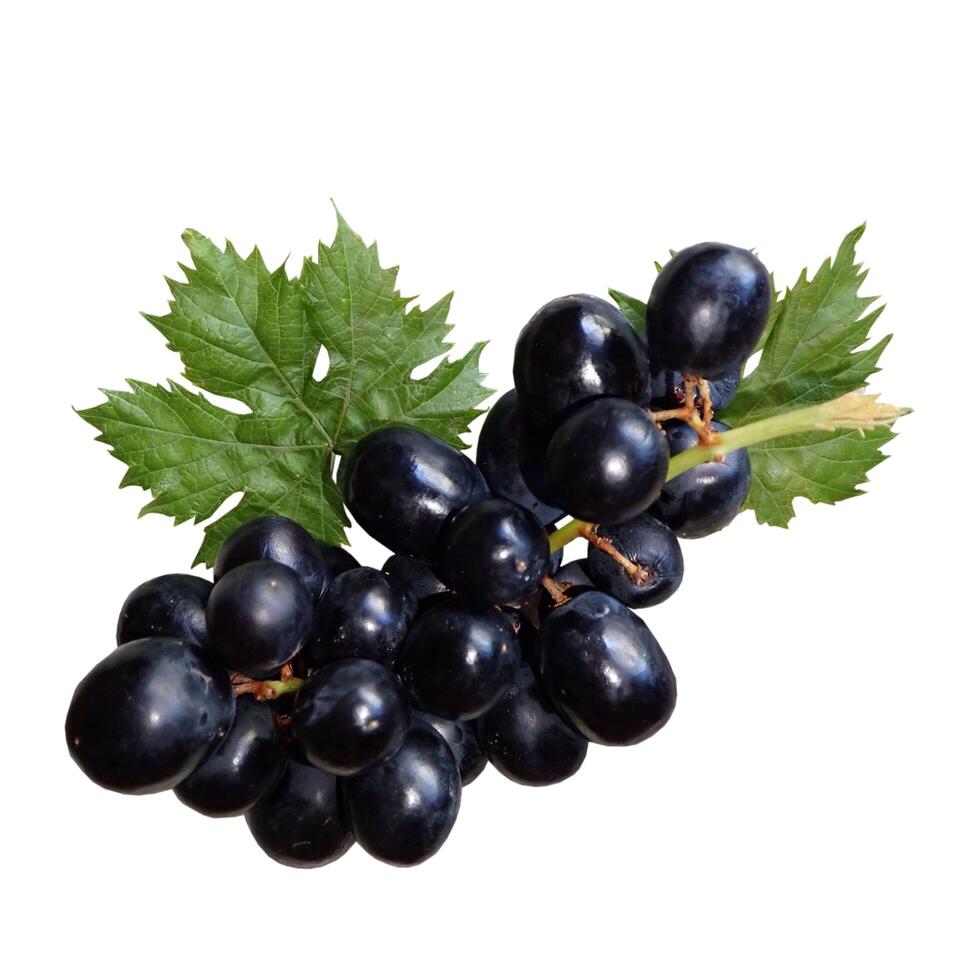 Black grapes, fresh fruit, grape bunch, organic food, healthy eating, fruit photography, vineyard grapes, microstock image, nature, nutrition photo