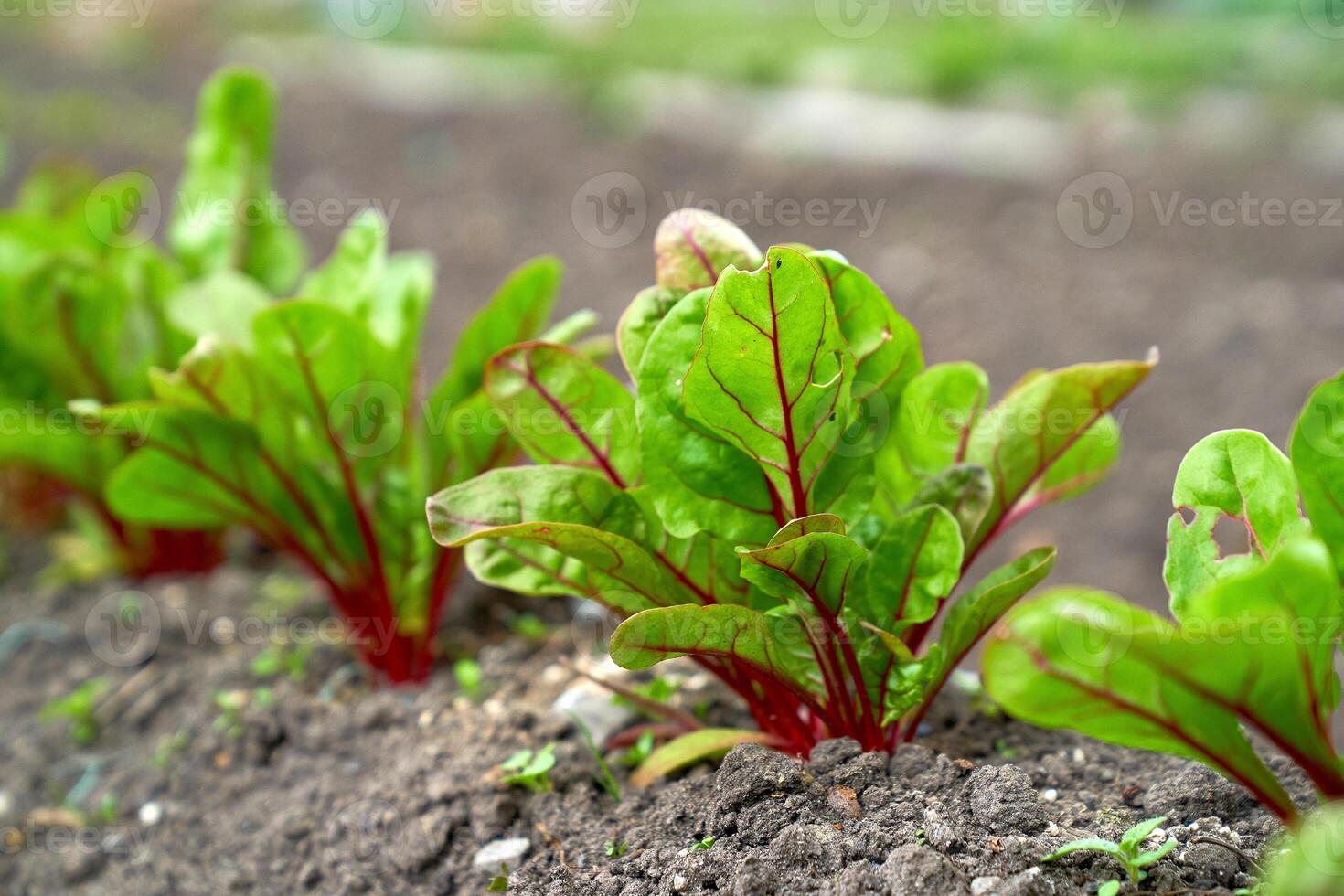 baby beetroot growing in the garden bed photo