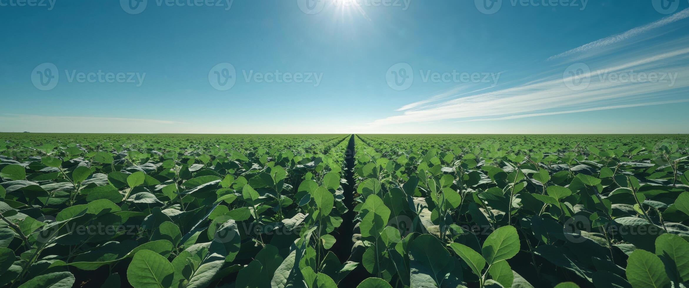 A field of green plants with the sun shining in the background photo