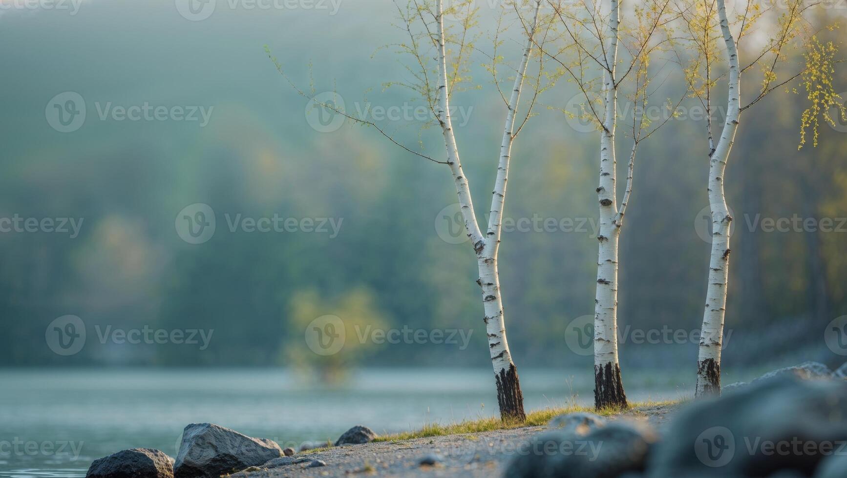 Two Young Birch Trees on a Lakeside Shore photo