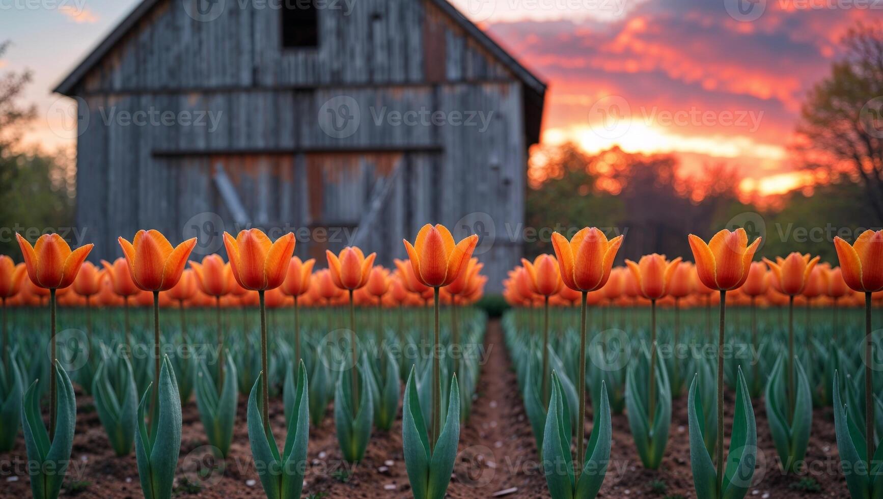 Orange tulips growing in garden rows at sunset with barn in background photo