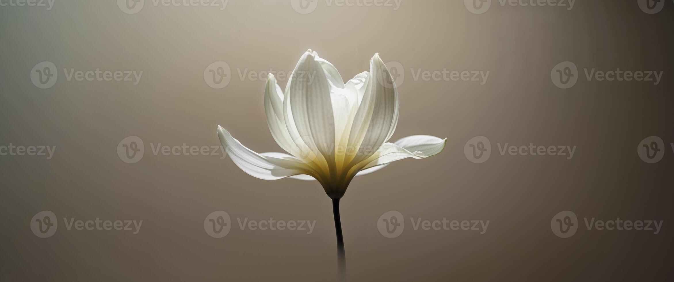 A single white flower is shown in front of a dark background photo