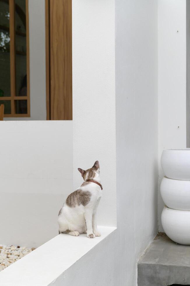 White and gray cat with collar sitting on white ledge in modern minimalist outdoor setting, showing calm and peaceful mood photo