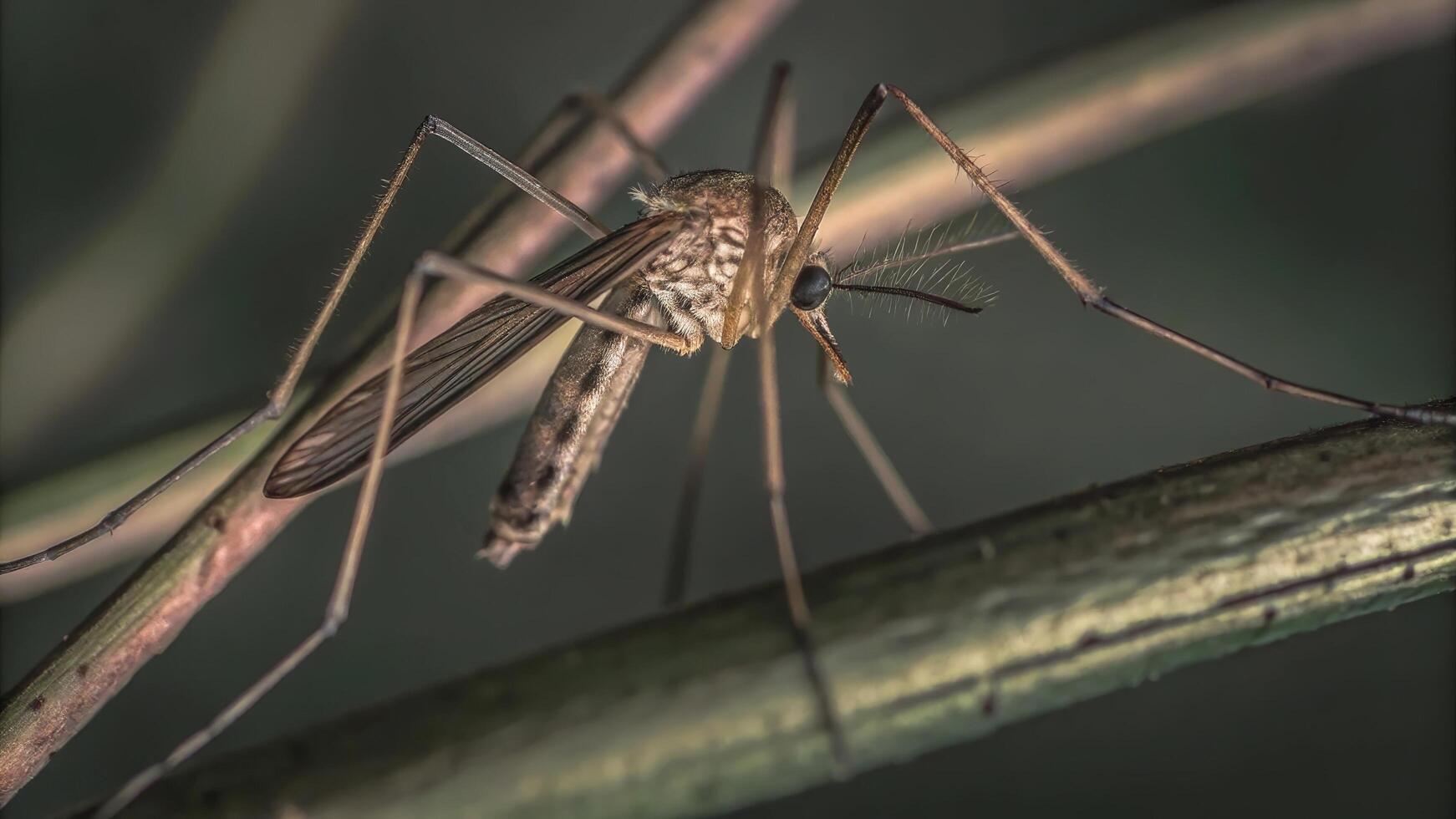 A close up shot of a mosquito resting on a twig with a blurred green background photo