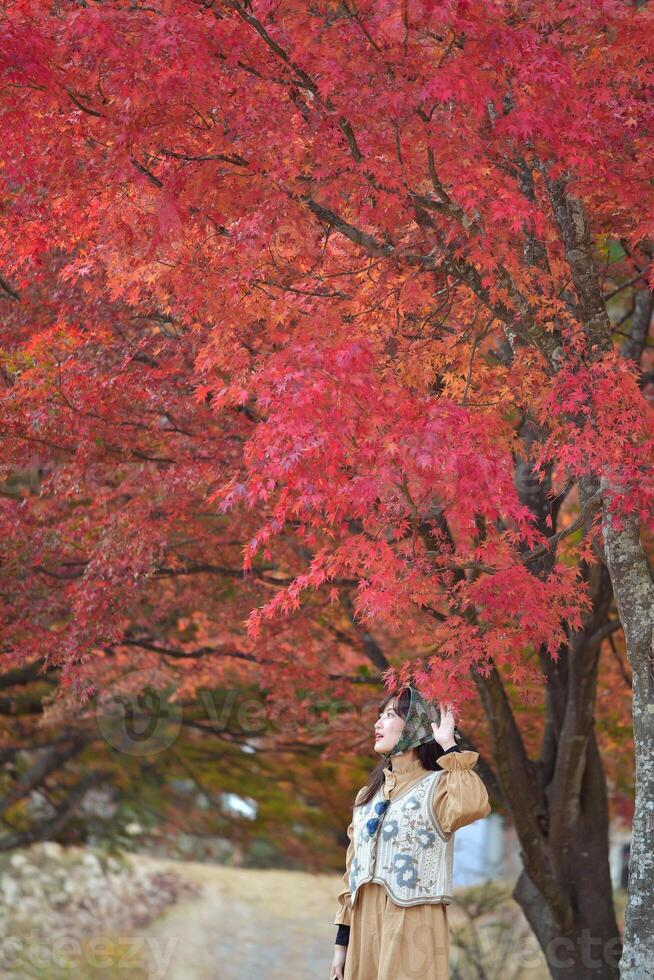 Southeast asian woman enjoys vibrant red autumn leaves on tree while standing on rural path in peaceful natural setting with warm and calm emotions photo