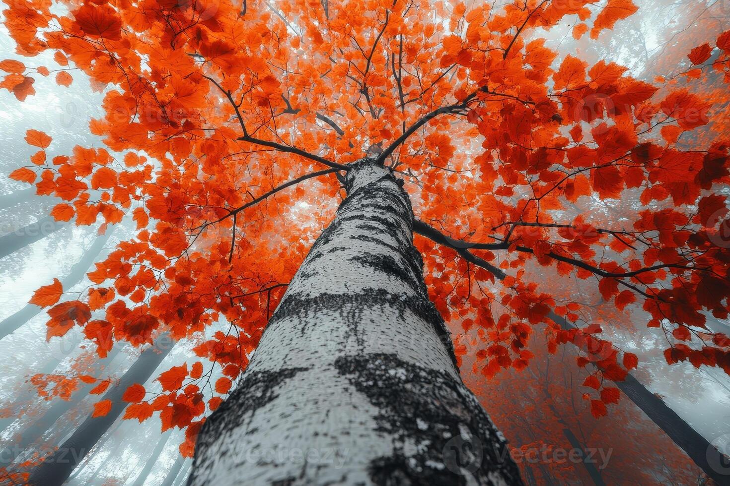 Vibrant Orange Leaves Contrast Against a Misty Forest Backdrop, Showcasing the Beauty of Autumn in a Tranquil Woodland Setting photo