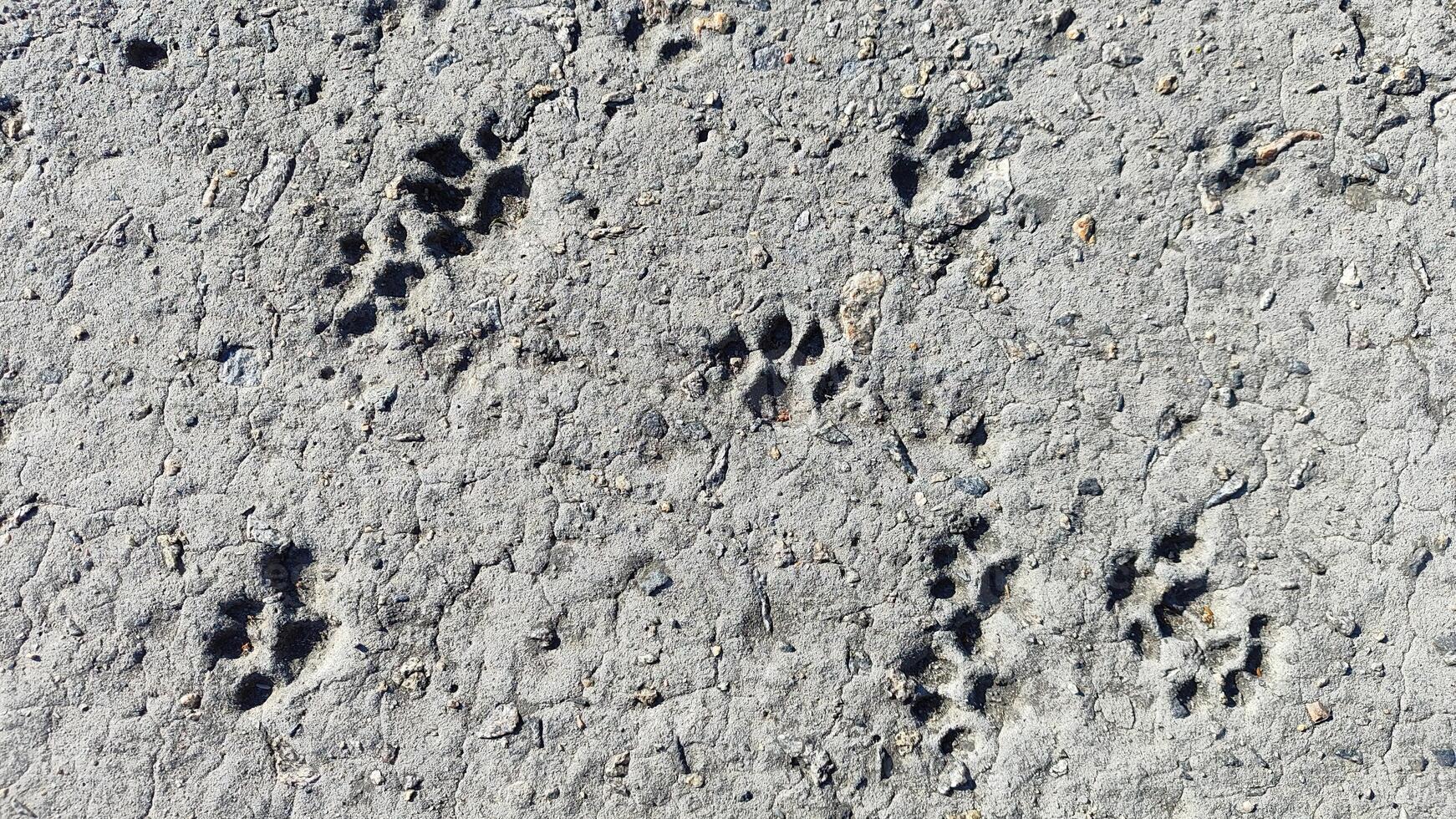gray concrete background with cat paw prints, a textured surface showing animal tracks in a rough, urban environment design photo