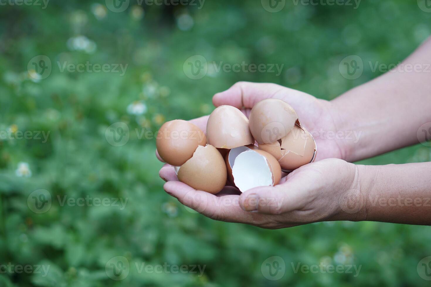 Hands holding eggshells in garden, ready to be used for composting. Concept food waste management, promoting eco-friendly practices and sustainable gardening to enrich the soil naturally. photo