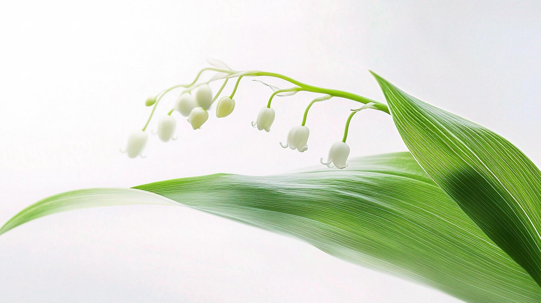 A close up of a lily of the valley flower photo