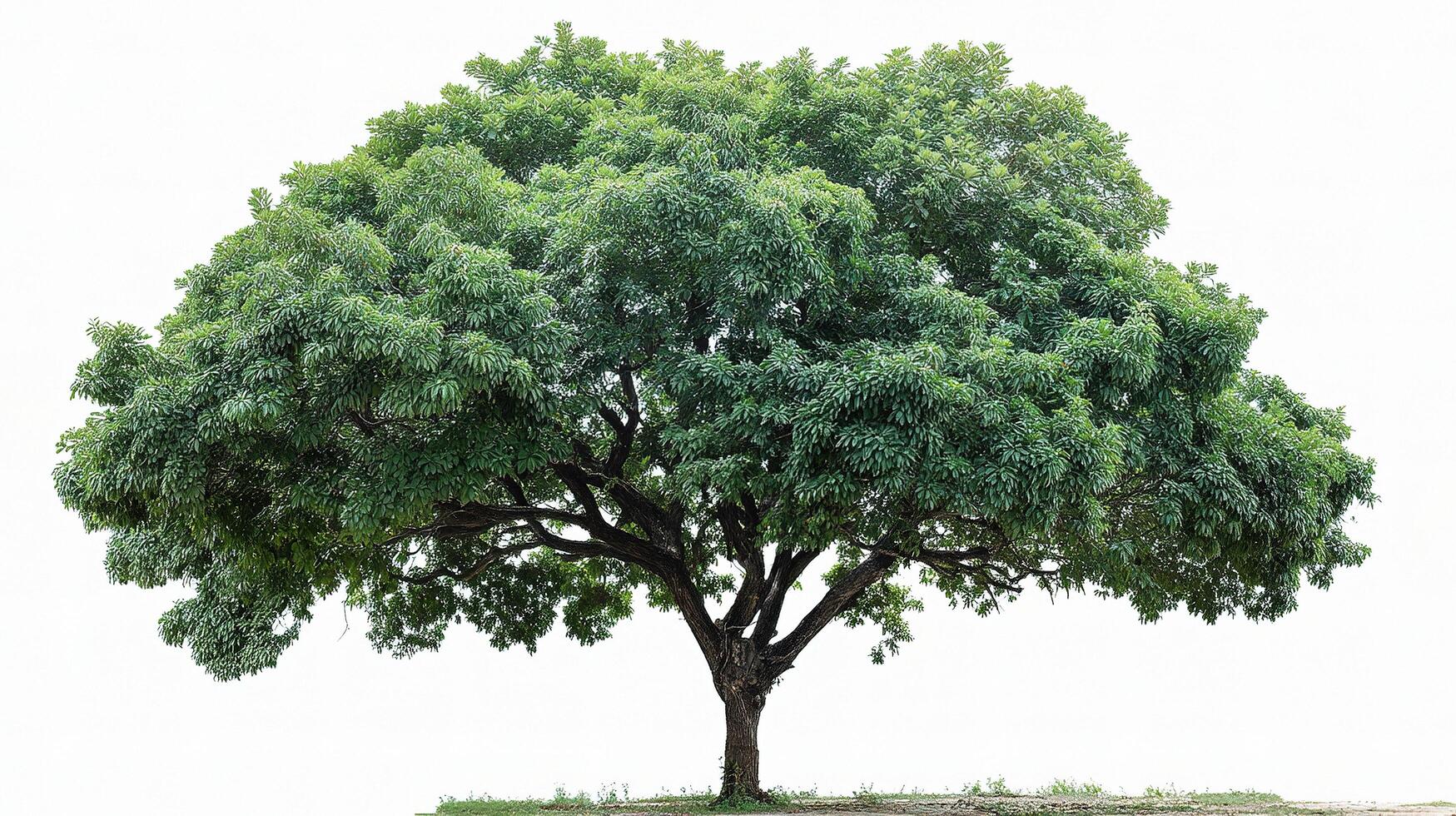 A large tree is shown in front of a white background photo