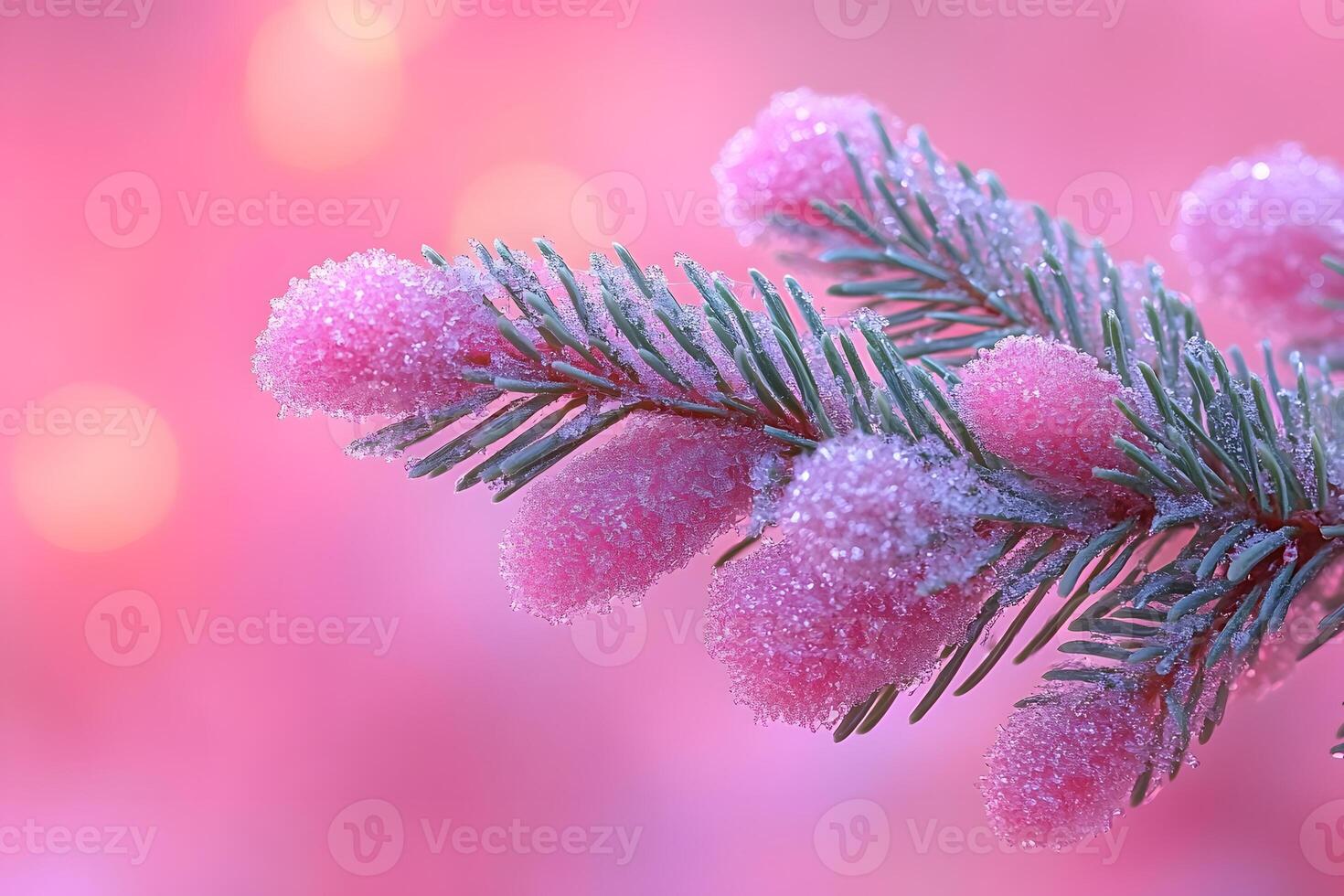 Frosted Pine Branch with Pink Bokeh Background for Winter Holiday Decor photo