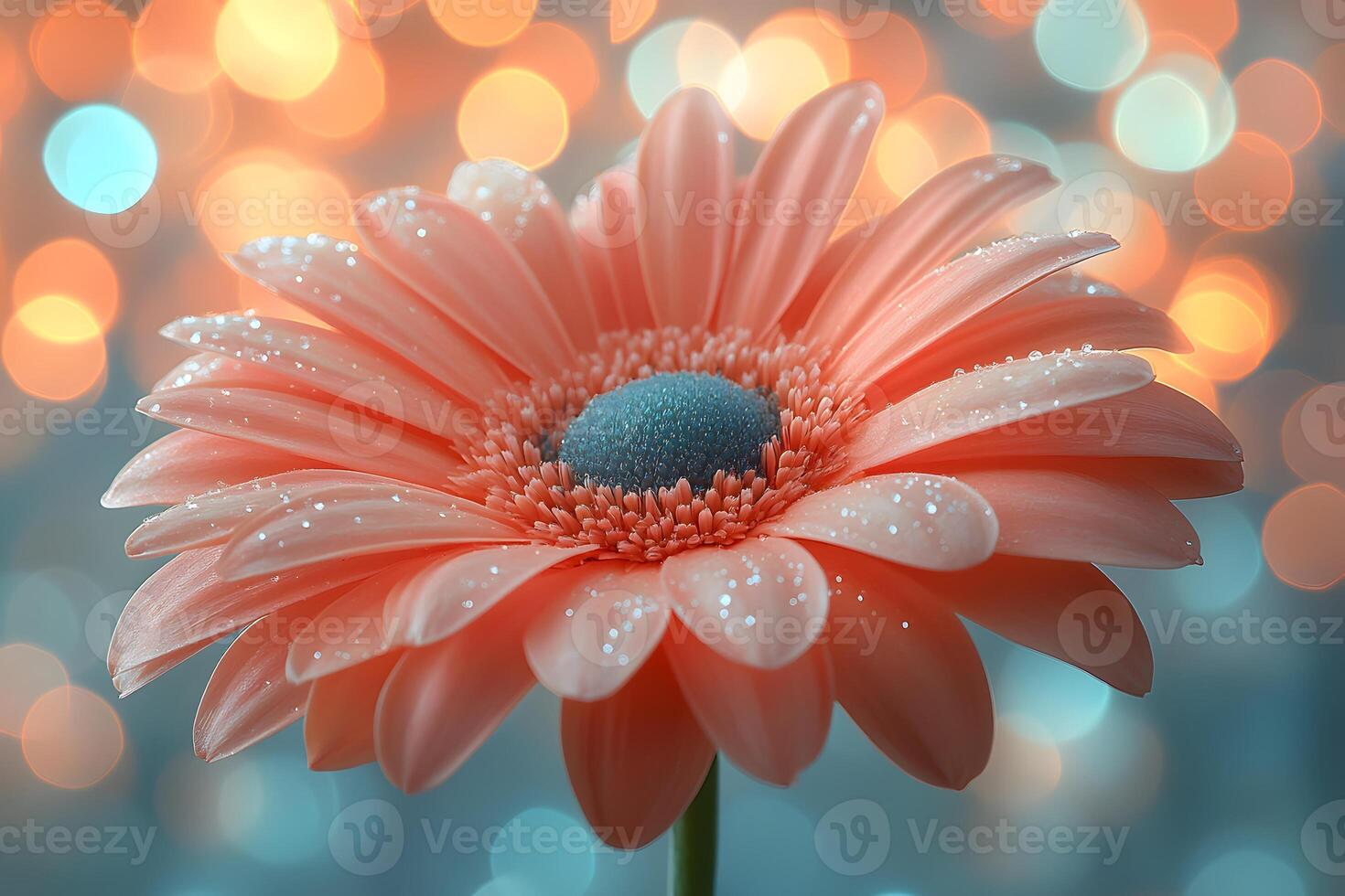 Sparkling Gerbera Daisy with Bokeh Background for Nature-Themed Decor and Design photo