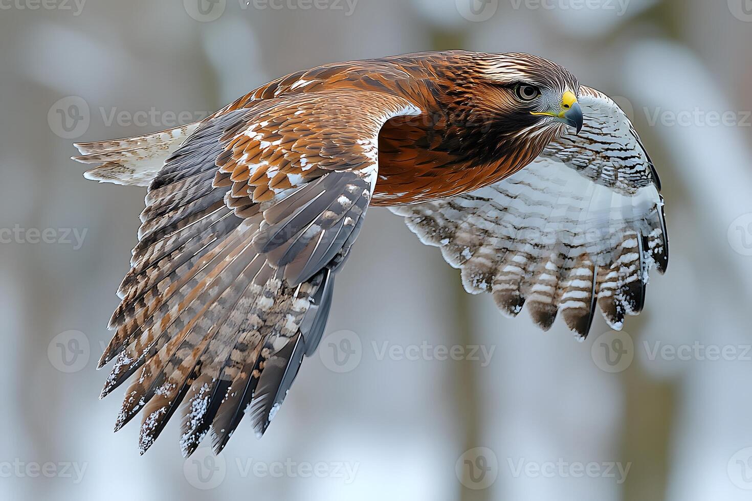 Majestic Eagle in Flight Over Snowy Landscape for Wildlife Photography and Nature Enthusiasts photo