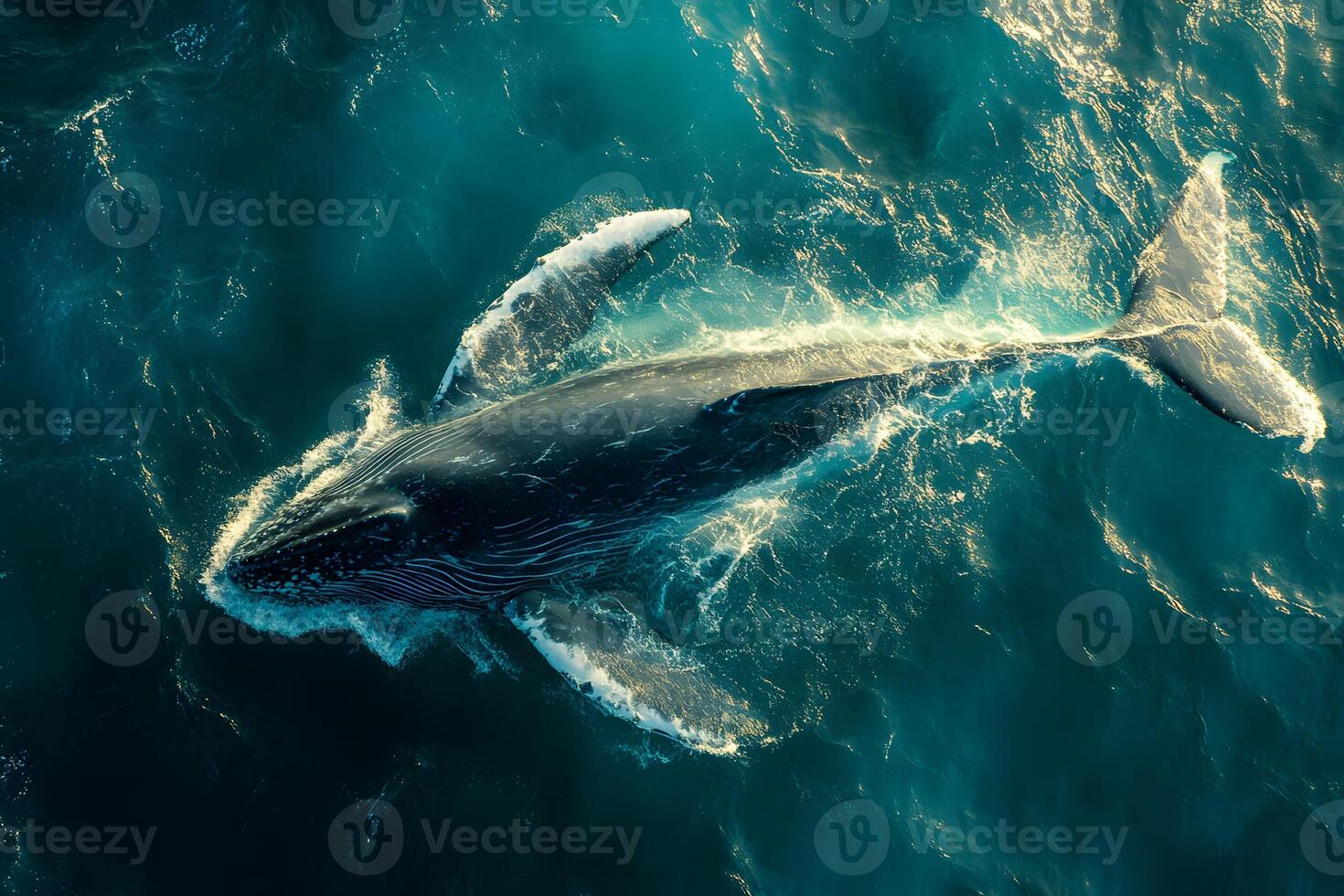 Majestic Humpback Whale in Turquoise Ocean Waters - Nature and Wildlife Photography photo