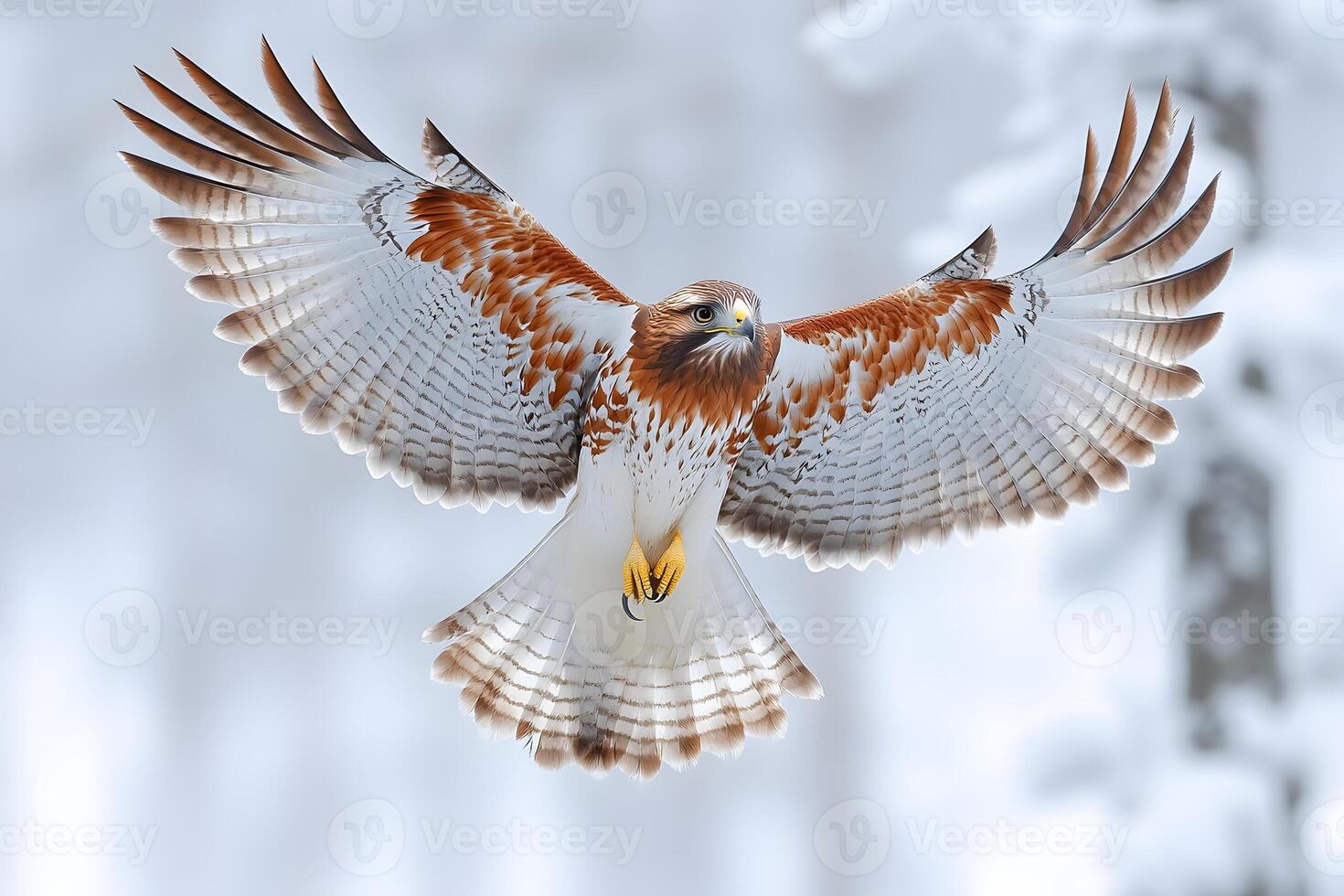 Majestic Hawk in Flight Against a Wintery Background for Wildlife Photography and Nature Prints photo