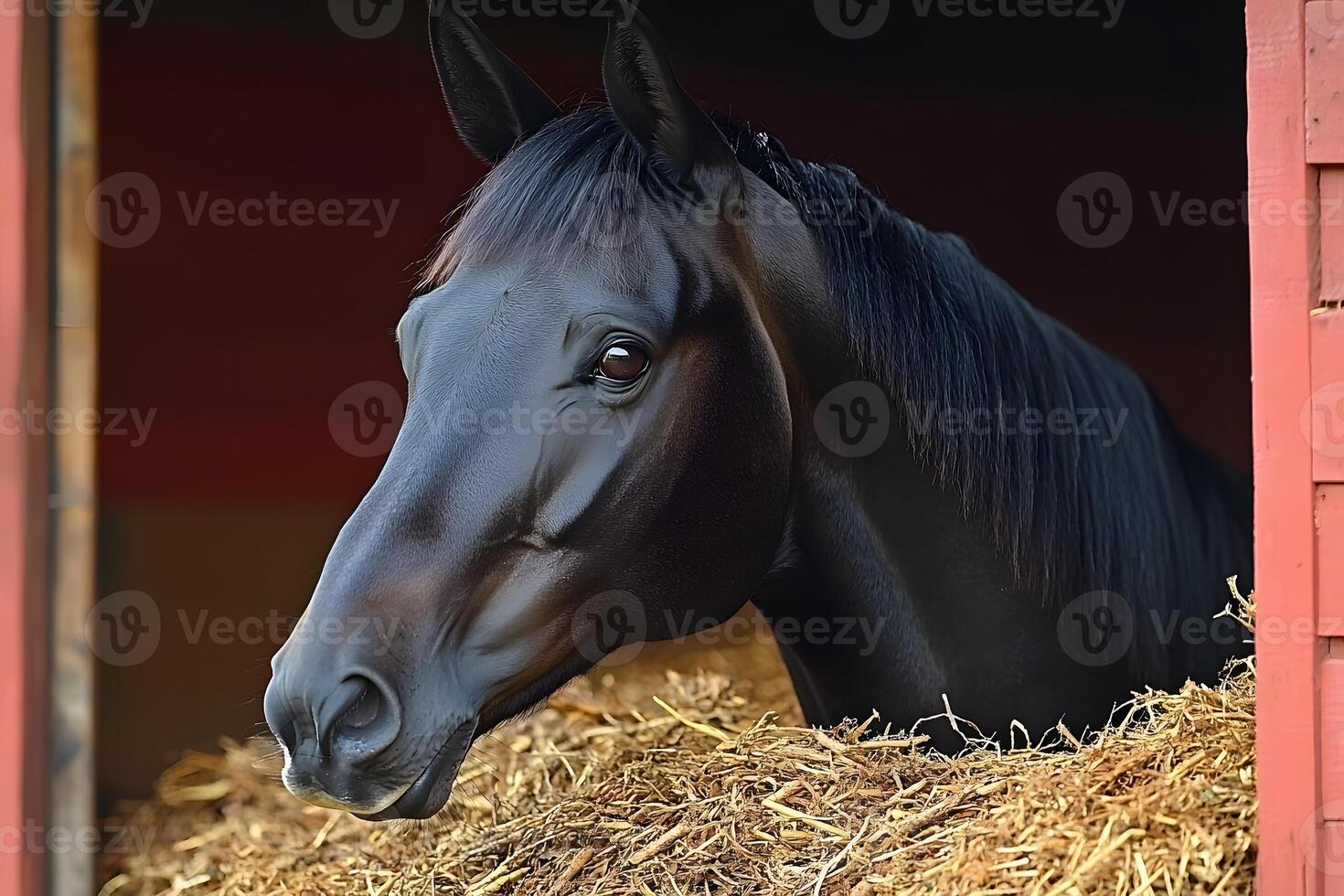 Majestic Black Horse in Stable for Equestrian and Farm-Themed Design photo