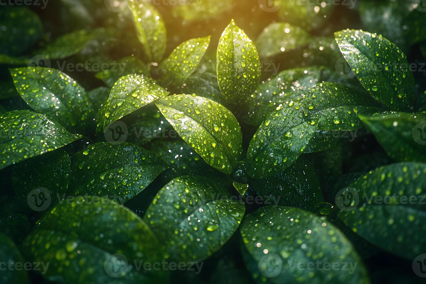 Lush Green Foliage with Dew Drops in Sunlight - Nature Background for Print or Digital Design photo