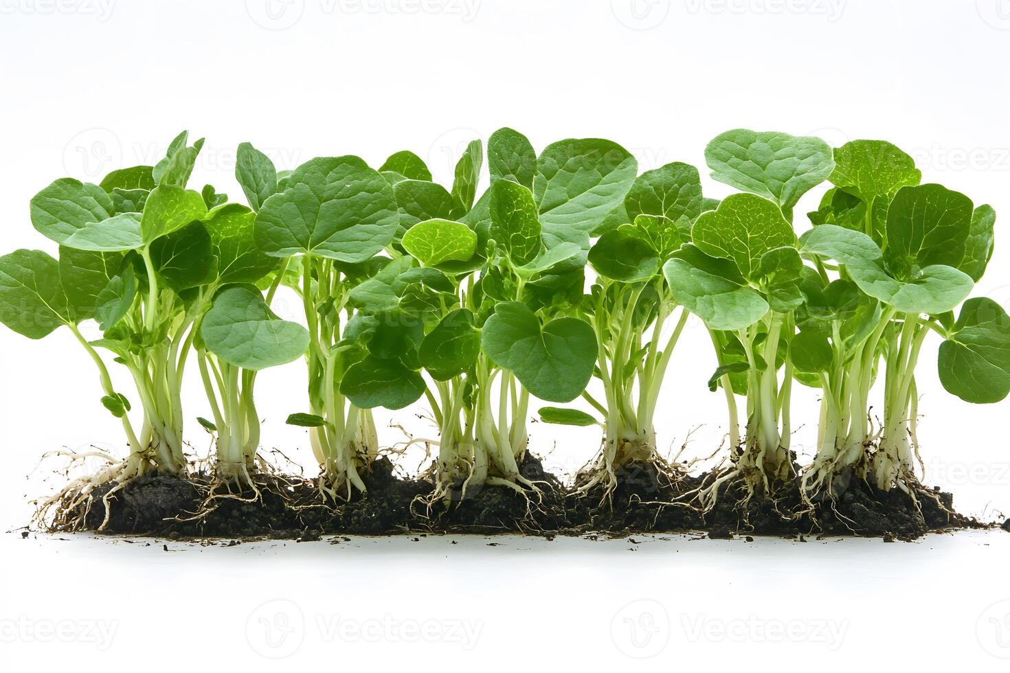 Fresh Green Seedlings Growing in Soil on White Background - Gardening and Agriculture Concept photo