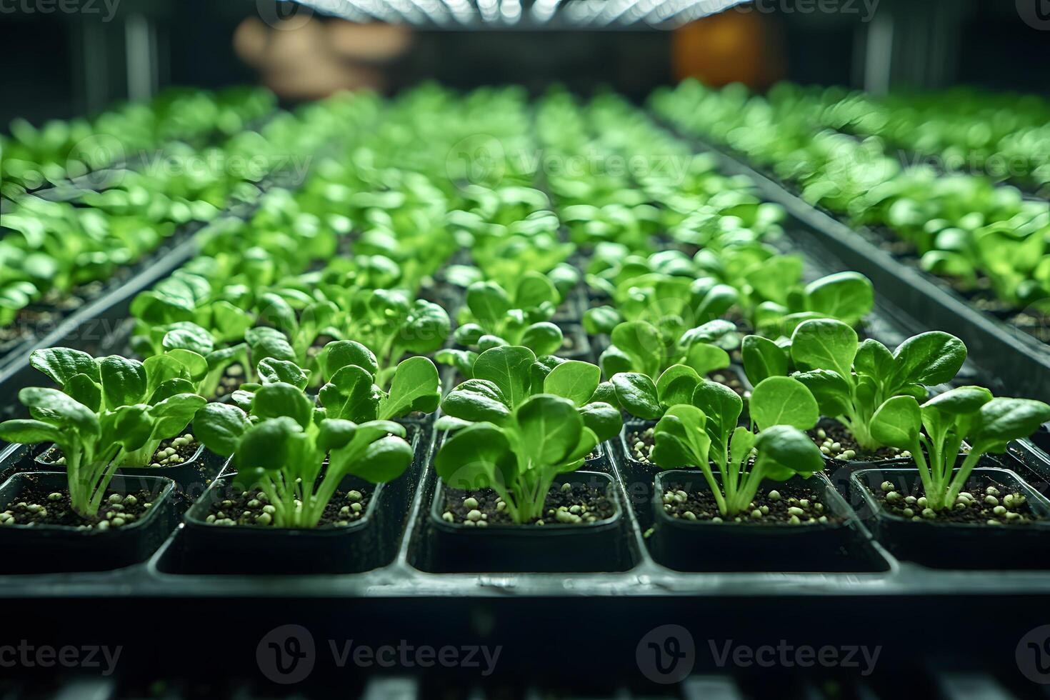Young Green Seedlings Growing in Trays in a Controlled Indoor Environment for Sustainable Farming photo