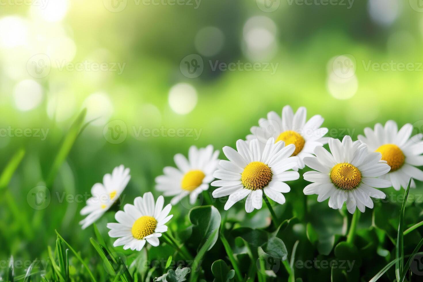 Beautiful daisies bloom in a sunny green field during spring photo