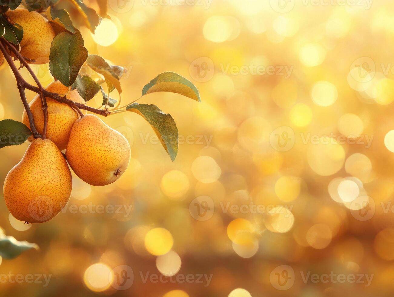 Ripe pears hanging on a branch in a sunny orchard photo