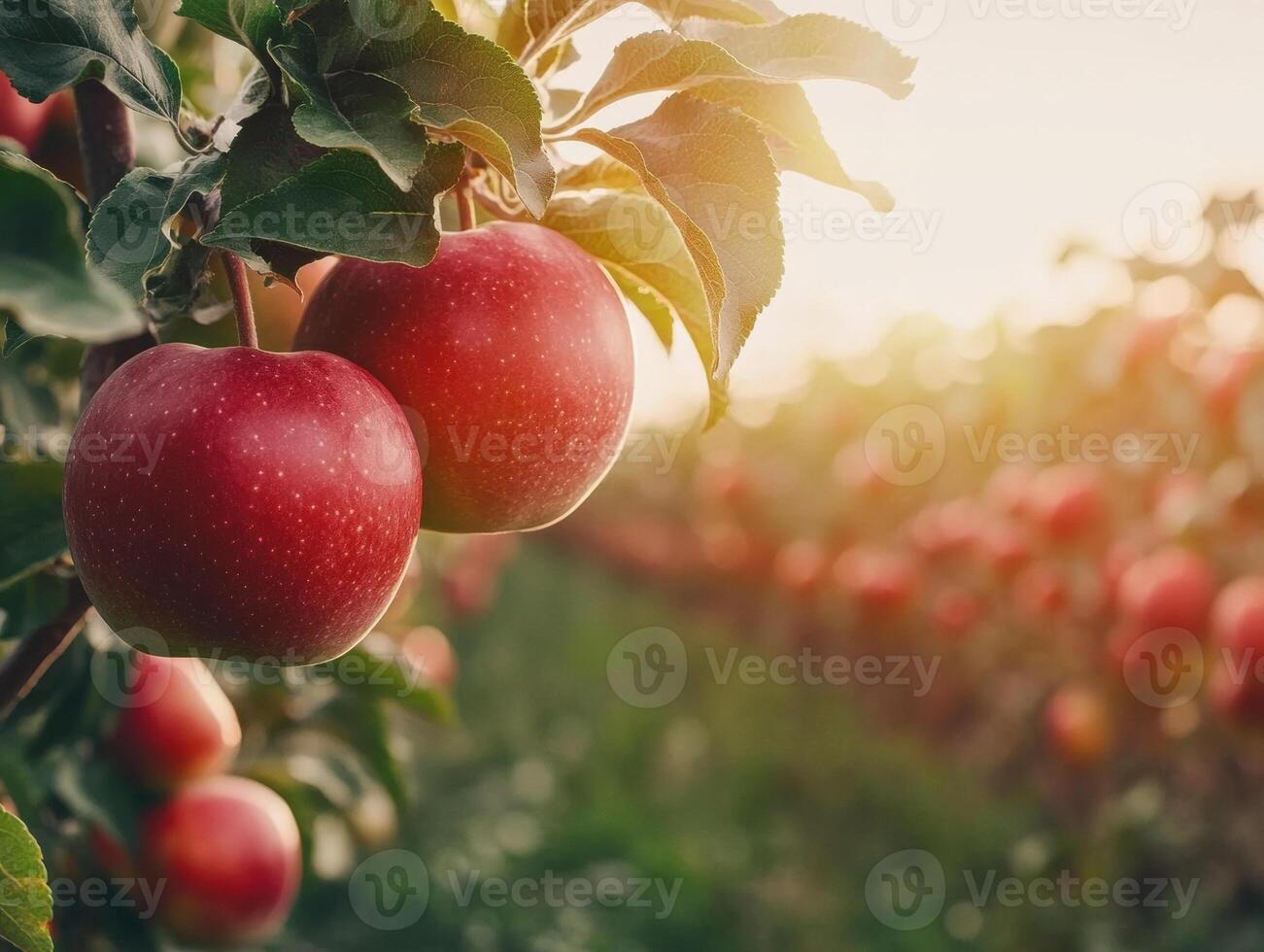 Fresh apples hanging on tree branches at sunset in orchard photo