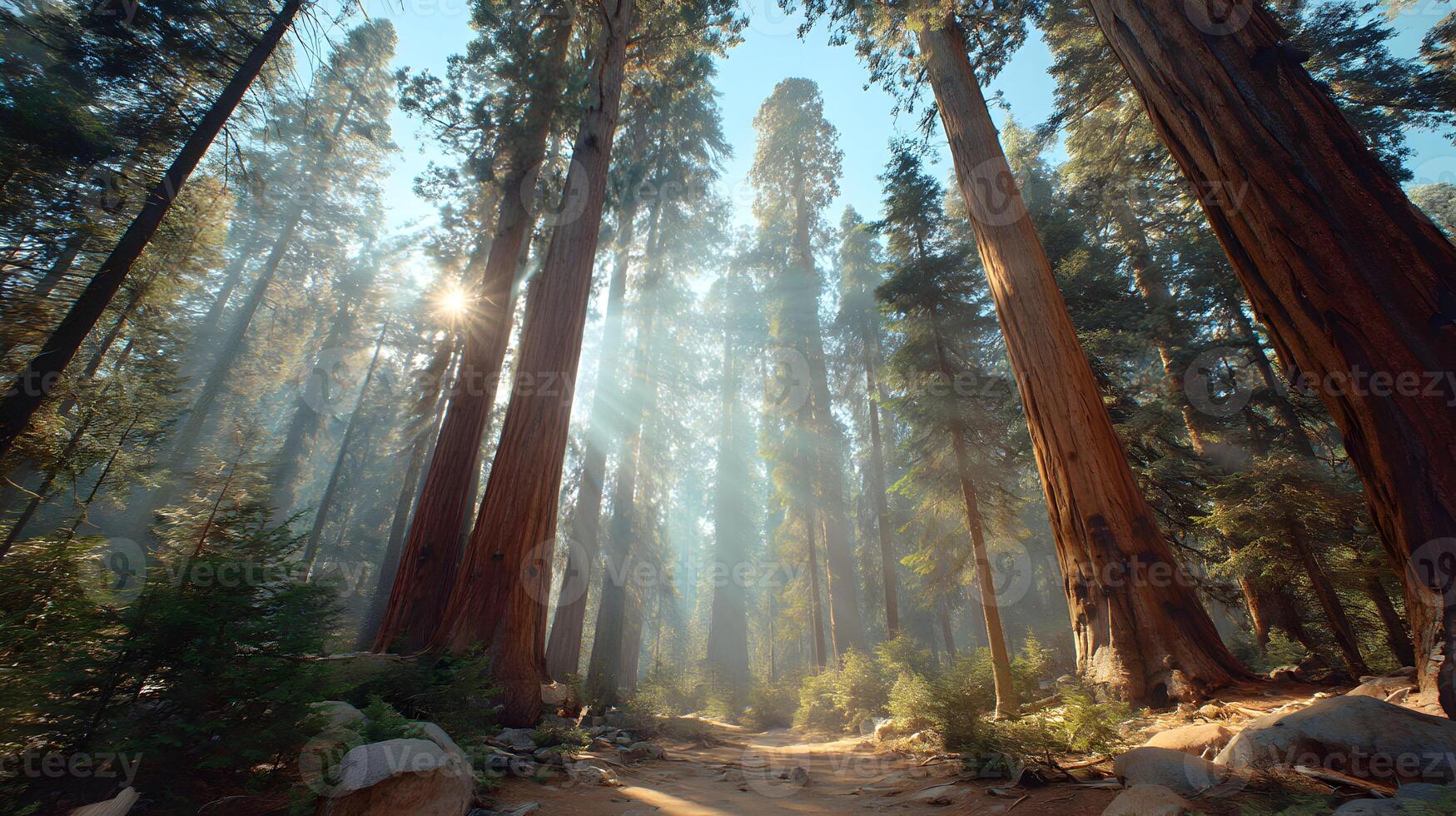 Sunlight filters through the towering sequoia trees in a misty forest environment photo