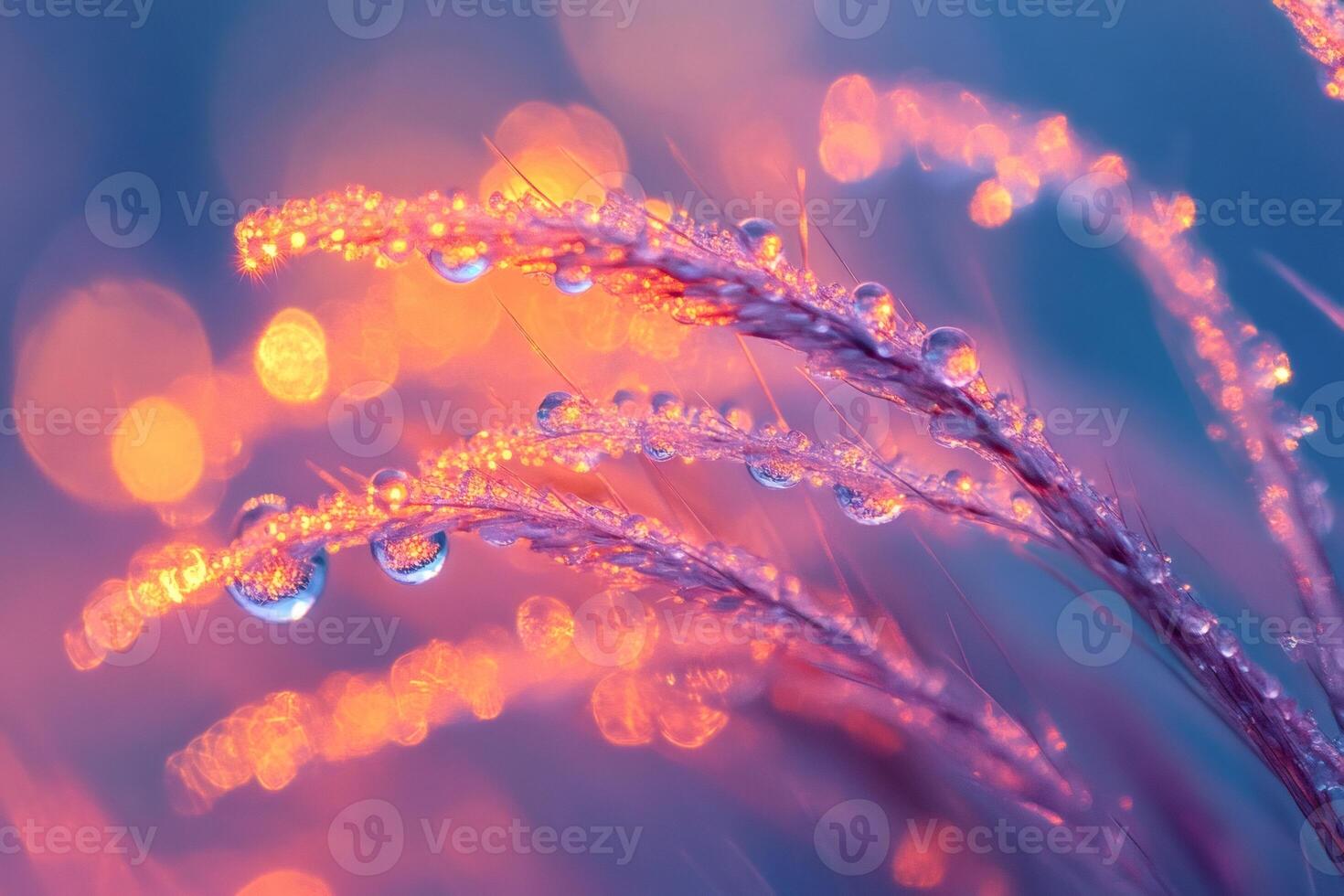 Dew drops reflecting golden light on purple grass stems at twilight photo