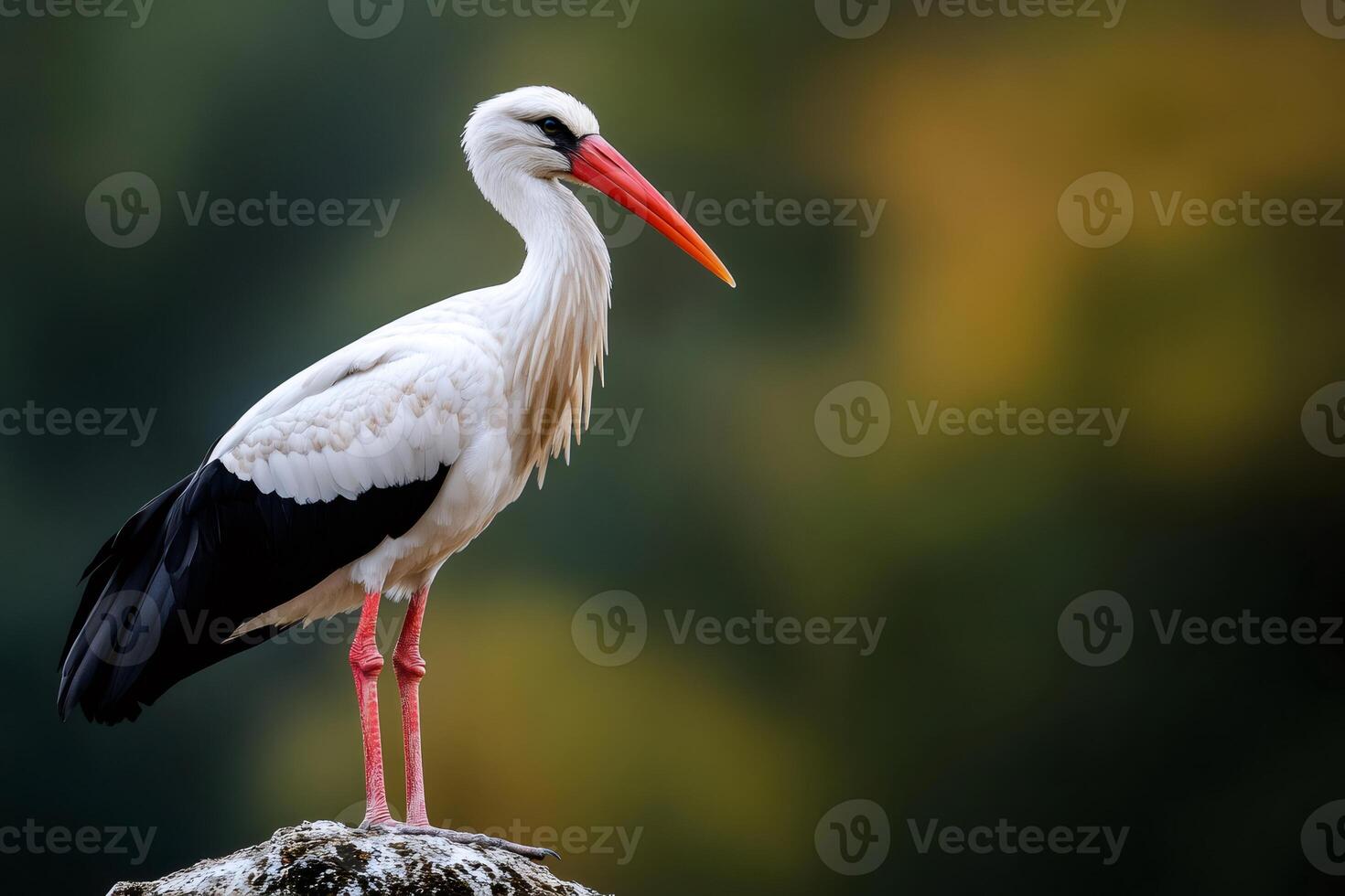 White stork standing on a rock in natural habitat photo