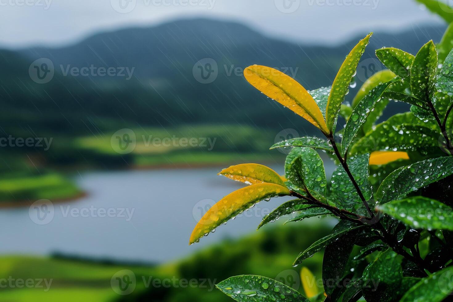 Rain falling on leaves with lake and mountains in background photo